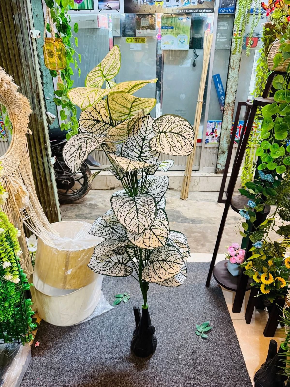 Mixed colour Leaf plant