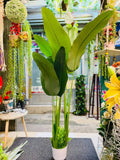 Nordic Style Banana Tree